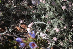 Lobostemon marlothii