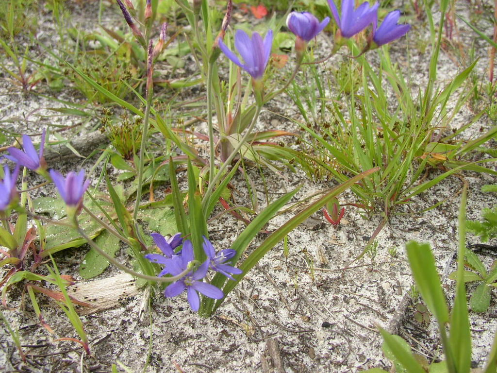 Blue-sequins from Block A17 Tokai Park - Core site: Tokai Park Section ...