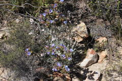 Lobostemon marlothii