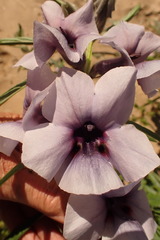 Sesamum triphyllum var. grandiflorum image