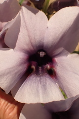 Sesamum triphyllum image