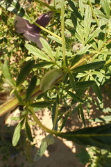 Sesamum triphyllum var. grandiflorum image