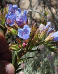 Lobostemon marlothii
