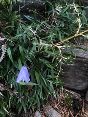 Adenophora morrisonensis