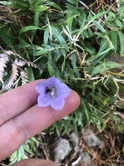 Adenophora morrisonensis