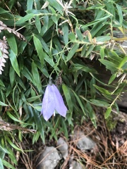 Adenophora morrisonensis