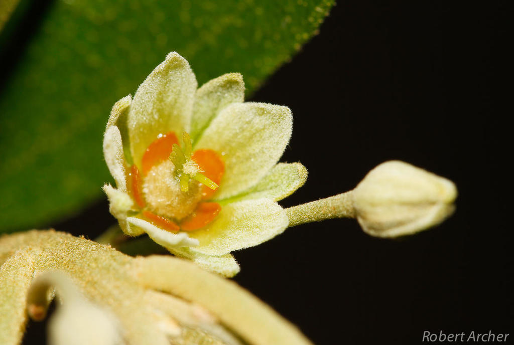 Wild Peaches