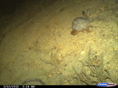 Pronolagus saundersiae