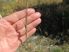 Elymus gmelinii