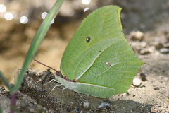 Anteos maerula