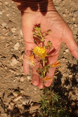 Cleome angustifolia