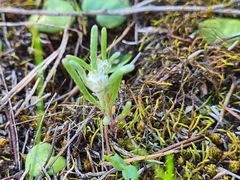 Siloxerus multiflorus