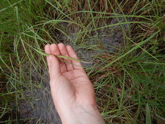 Carex appendiculata