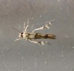 Stathmopoda tritophaea