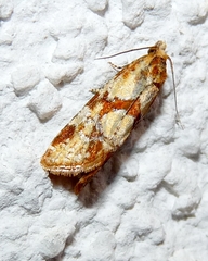 Aethes hartmanniana