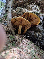 Pholiota cerifera