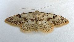 Idaea nibseata