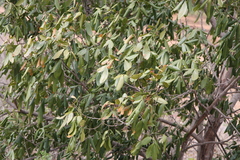 Madhuca longifolia latifolia
