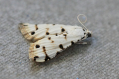 Pycnarmon