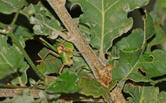 Barbitistes fischeri