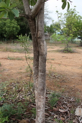 Madhuca longifolia latifolia