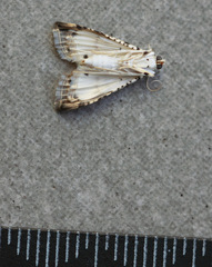 Pycnarmon
