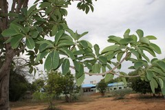 Madhuca longifolia latifolia