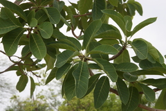 Madhuca longifolia latifolia
