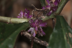Amischotolype hookeri