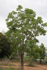Madhuca longifolia latifolia