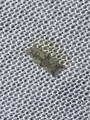 Protalebrella conica