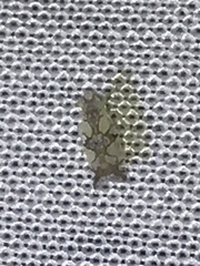 Protalebrella conica