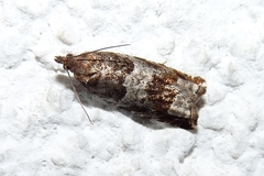 Ancylis achatana