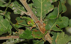 Barbitistes fischeri