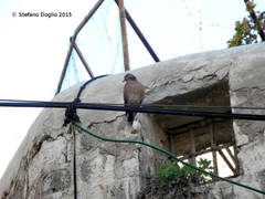 Streptopelia senegalensis