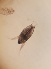 Bosmina longirostris