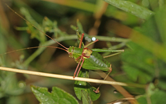 Barbitistes fischeri
