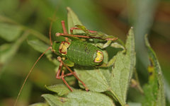 Barbitistes fischeri