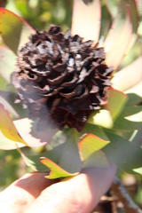 Leucadendron barkerae