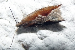Ancylis diminutana