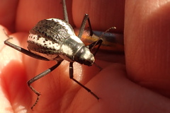 Stenocara gracilipes