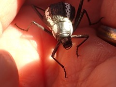 Stenocara gracilipes