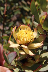 Leucadendron barkerae