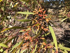 Eucalyptus calycogona