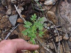 Cleome elegantissima