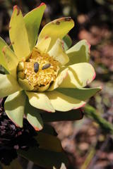 Leucadendron barkerae