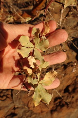 Commiphora glaucescens