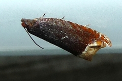 Ancylis selenana
