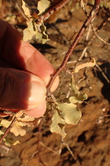 Commiphora glaucescens