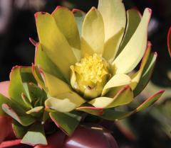 Leucadendron barkerae